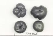 Click for 1 image(s) for this accession. FRUIT